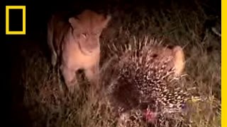 Porcupine vs Lion  National Geographic [upl. by Church]