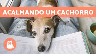 5 dicas para ACALMAR UM CACHORRO e têlo sempre TRANQUILO [upl. by Nywde]