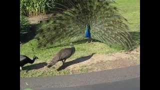 Peacock Mating 6 [upl. by Oguh]