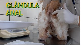 Glândula Anal ou adanal dos animais [upl. by Lielos]