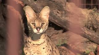 6 African Servals Rescued [upl. by Aehtela]