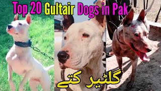 Top 20 Gultair dogs in Pakistan Best Kohati Gultair dogs 2020 [upl. by Rosati]