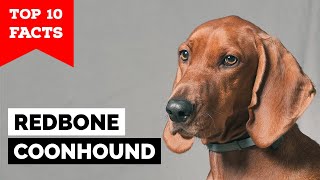 Redbone Coonhound  Top 10 Facts [upl. by Trinee]