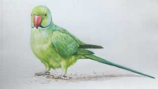 Parrot Drawing in Color Pencils  Bird Drawing  Camlin Color Pencil [upl. by Giess]