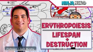 Hematology  Erythropoiesis Lifespan amp Destruction Part 2 [upl. by Arri]