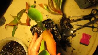 How I Divide Heliamphora [upl. by Phelps]