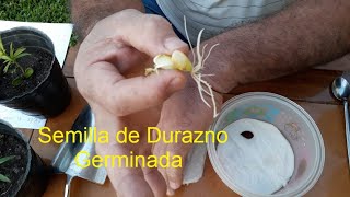 como germinar durazno en 15 días [upl. by Ximena]