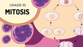 Mitosis [upl. by Aridan]