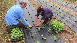 Cultivarea Ecologică a Căpșunului Timpuriu în Câmp Deschis PLANTAREA IN CIMP 1016 [upl. by Naruq506]