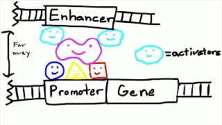 Promoters and Enhancers [upl. by Dasteel660]