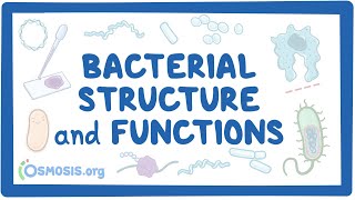 Bacterial Structure and Functions [upl. by Pauline]