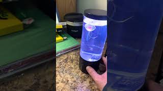 LED Jellyfish Lamp From Home Depot [upl. by Atirak]