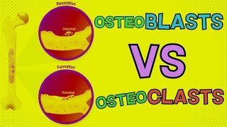 Osteoblasts vs Osteoclasts  HOW DO THEY BOTH FUNCTION Bone Remodeling [upl. by Akanke]