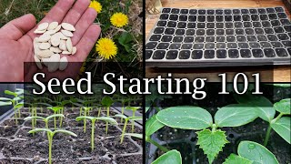 How To Start Vegetable Seeds  The Definitive Guide For Beginners [upl. by Crescentia209]