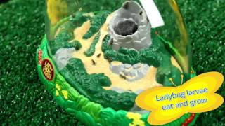 Grow Ladybugs at Home  Ladybug Land  Insect Lore [upl. by Einnhoj]