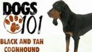 Black and Tan Coonhound  Dogs 101 [upl. by Base122]