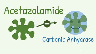 Mechanism of Action of Acetazolamide  a Carbonic Anhydrase Inhibitor [upl. by Nerrad]