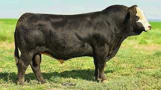 Black Simmental bulls [upl. by Anaicilef]