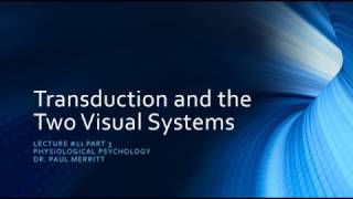 Vision Transduction and the Two Retinal Visual Systems [upl. by Rabiah]