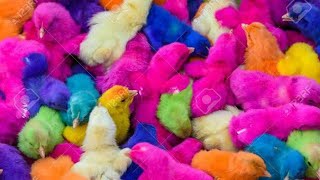 Colour Kozhi kunji  colored chicks [upl. by Nylirrehs178]