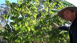 BYF Quick Tip Pruning a Cherimoya to Self Pollinate [upl. by Llerdnad]