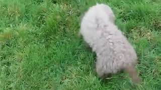 Bedlington Terrier’s first rat [upl. by Konikow]