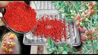 Ashwagandha Berry  How To Harvest Dry amp Uses [upl. by Yrojram942]