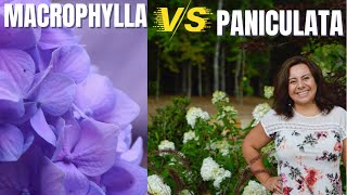 Hydrangea varieties Macrophylla mophead vs Paniculata panicle [upl. by Christian]