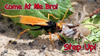 Blue Mud Dauber Wasp Eats Banana Spider [upl. by Sucrad159]