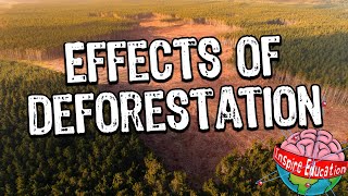 Rainforest Deforestation [upl. by Ilahtan]