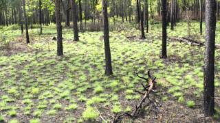 How Fire Can Restore a Forest A TimeLapse Tree View [upl. by Naujet651]