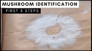 5 Steps to Identify a Mushroom Using Spore Prints [upl. by Kaycee367]