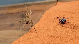 Brazilian Wandering Spider vs Black Widow [upl. by Voorhis]