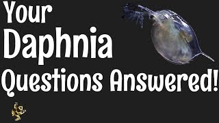 Daphnia Questions Answered [upl. by Gram]