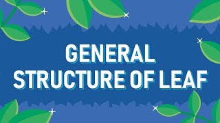 General Structure of Leaf [upl. by Zeuqcaj819]