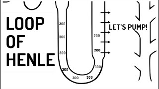 LOOP OF HENLE explained [upl. by Mij128]