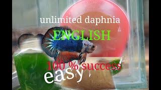 daphnia moina culture Easy way Unlimited production English  with sub Green water Chlorella [upl. by Yngad893]