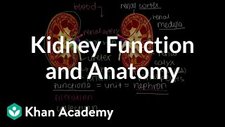 Kidney function and anatomy  Renal system physiology  NCLEXRN  Khan Academy [upl. by Einnor]