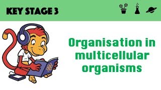 Organisation in multicellular systems [upl. by Gairc]