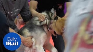 Pit bull savagely attacks Siberian husky at pet show [upl. by Tracy]