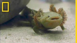 23 Nuns Fight For the Survival of an Endangered Mexican Salamander  National Geographic [upl. by Grizel306]