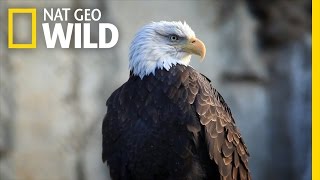 Bald Eagle Feeding Frenzy  United States of Animals [upl. by Haraz121]