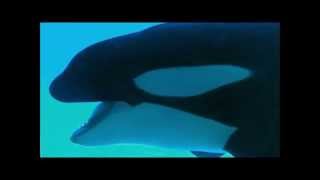 Kasatka and Takara Separation at SeaWorld [upl. by Rush]