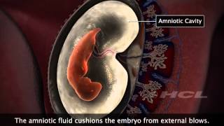 HCL Learning  Embryonic Development in Humans [upl. by Kerwon]