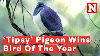 New Zealand Crowns ‘Drunk’ Pigeon Bird Of The Year [upl. by Barbaresi]