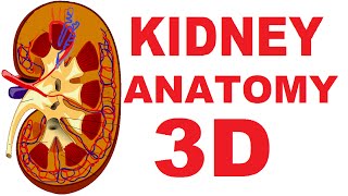 Kidney Anatomy DETAILED Renal Nephron Urinary System [upl. by Lanti]