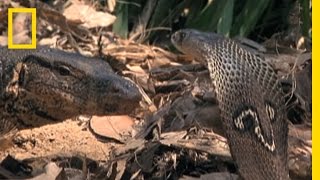 Cobra vs Monitor Lizard  National Geographic [upl. by Ybloc]