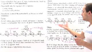 Polysaccharides Glycogen Starch and Cellulose [upl. by Arait]