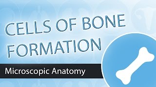 Cells of Bone Formation [upl. by Gypsy]