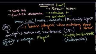 Escherichia coli introduction [upl. by Petuu]